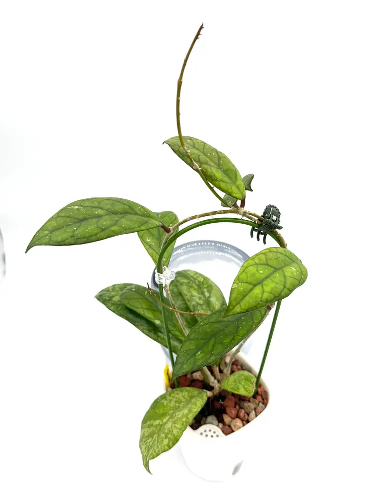 Hoya cv. Blessing + Bonus Cutting