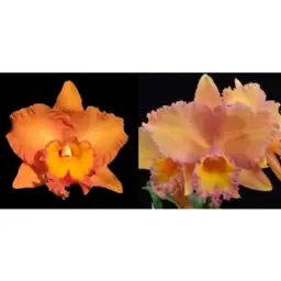 Premium Cattleya Seedling Mystery Box