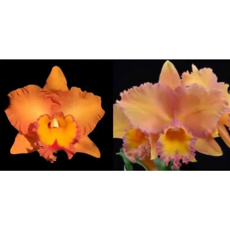 Premium Cattleya Seedling Mystery Box