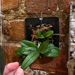 Phalaenopsis pulcherrima dwarf Orchid