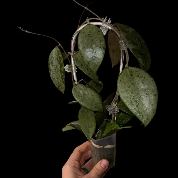 H. verticillata PMP-171 (silver)