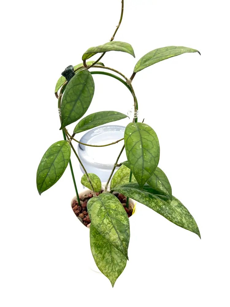 Hoya cv. Blessing + Bonus Cutting