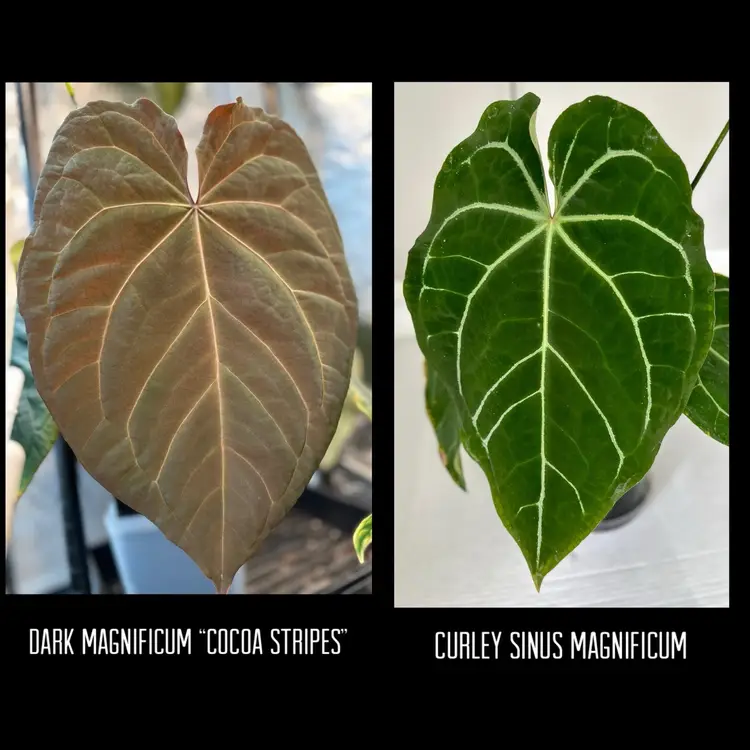 Dark Mag “Cocoa Stripes” x Curly Sinus Mag 2 germinated seeds