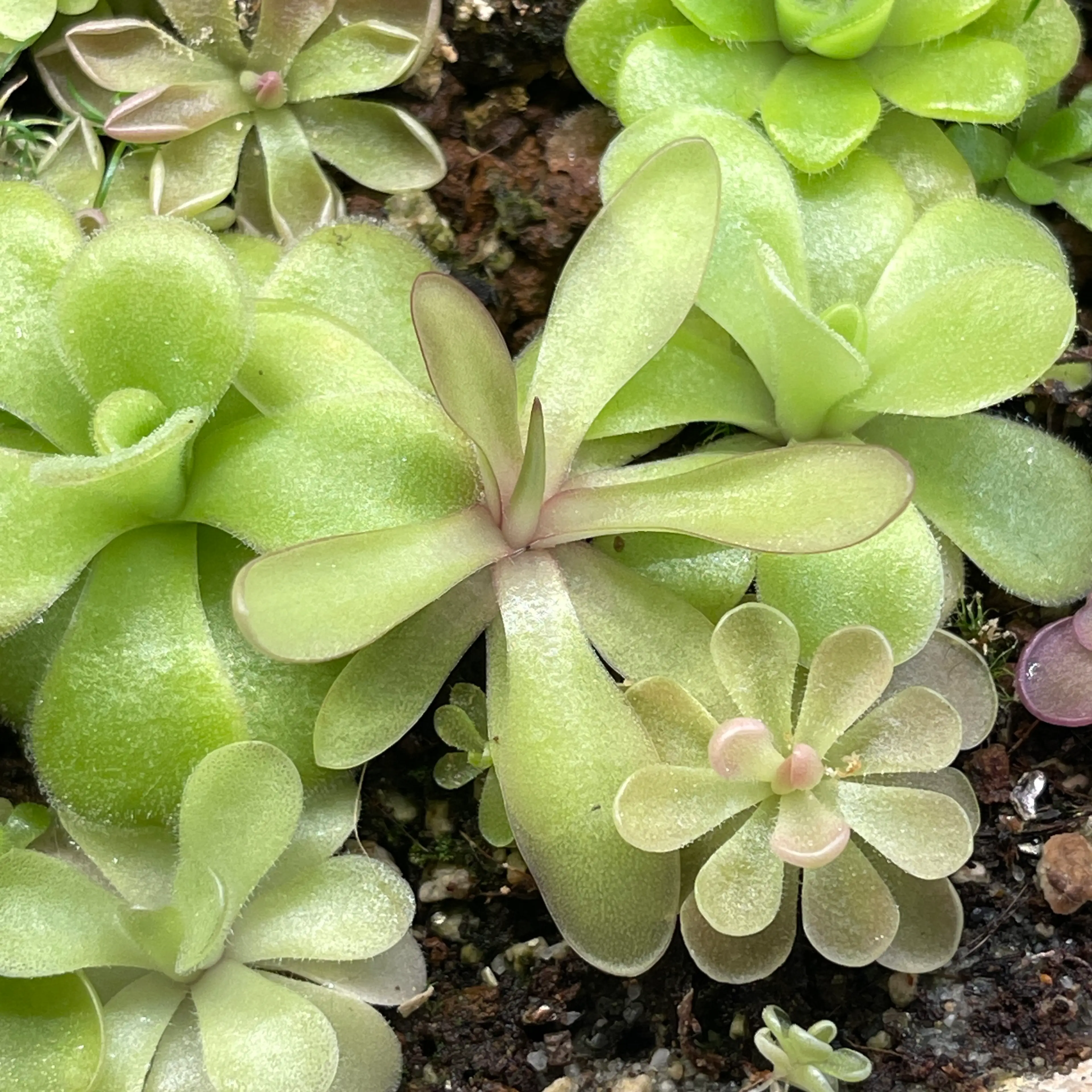 Image 2 of 2