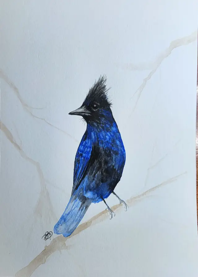 Stellar's Jay Original Watercolor Painting Signed By The Artist 5x7