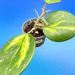 Hoya obovata inner variegated