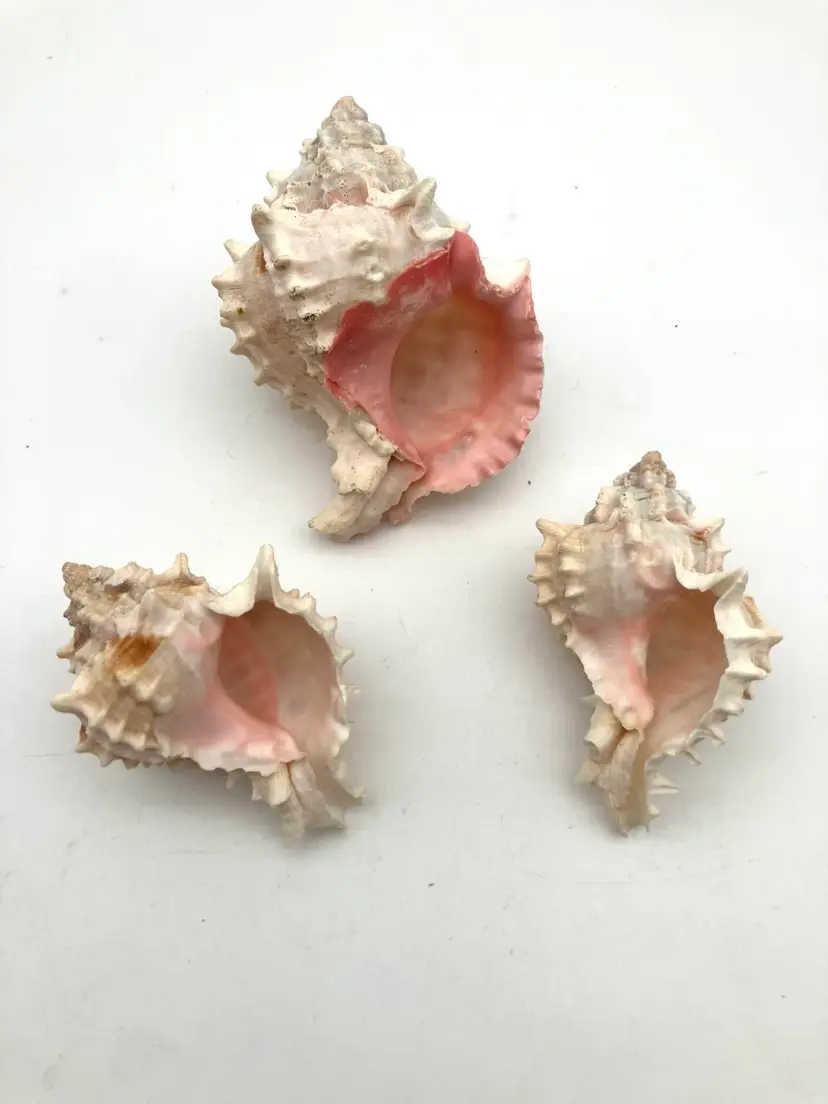 BIN - Set Of 3 Pink Mouthed Murex Shells. Largest 3.5”