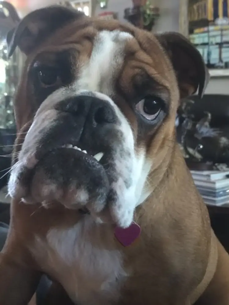 Rosey Invites You To The Sunday Show.  We Will Be Doing Choice Of Jewelry!!! Lots of New Items To Include Glass, Fenton Viking Grinch And So Much More.  Come Join The Fun ! 