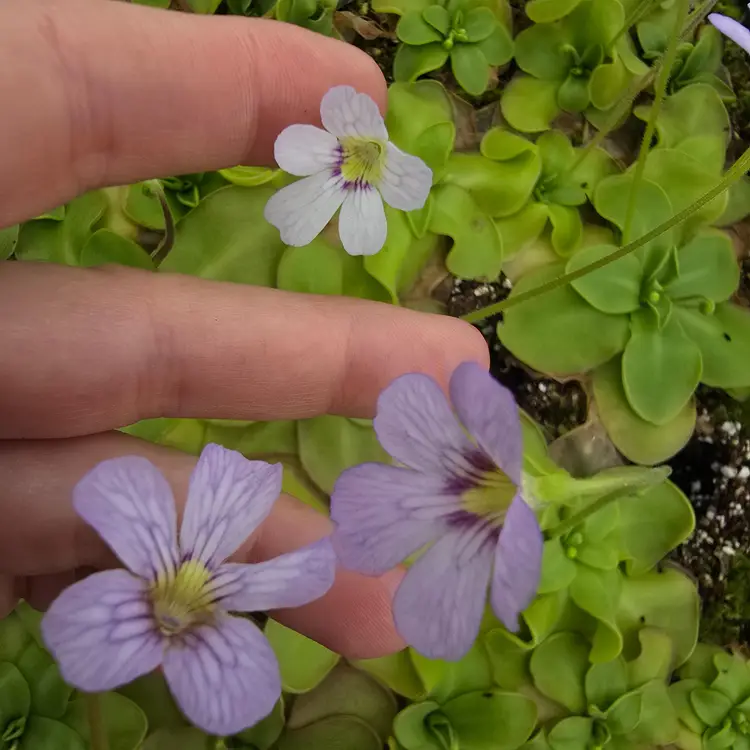 BABY Pinguicula Hybrid SC-8 ibarrae X emarginata Red