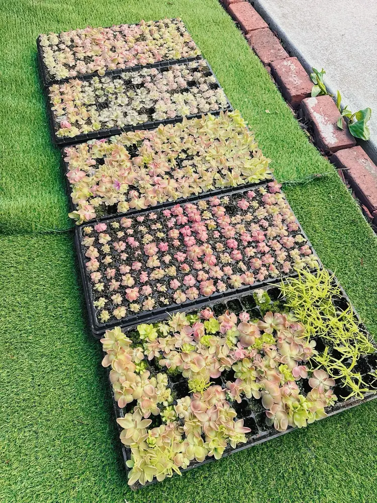 Pinguicula Bundle (5x) “In Luck”- Carnivorous Butterwort - 5 Plants