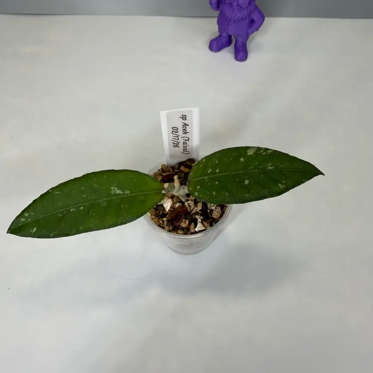 I46 sp Aceh (Faisal)