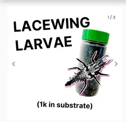 Lacewing Larvae 1k Bottle