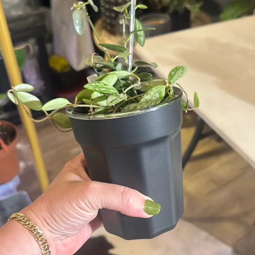 Self watering pot set of 5 black