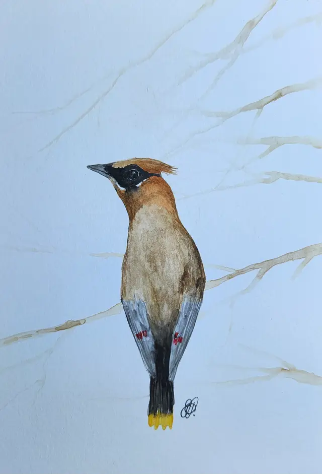 Cedar Waxwing Original Watercolor Painting Signed By The Artist 5x7