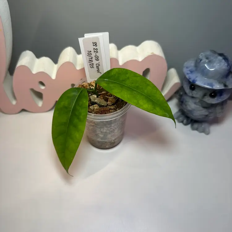 97 SS 22-09 ‘Carol’ (Wallichii x Phyllura)