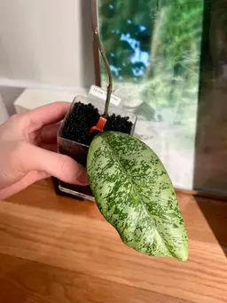 🦄Hoya Lorelai 3 nodes cutting rooting in stratum