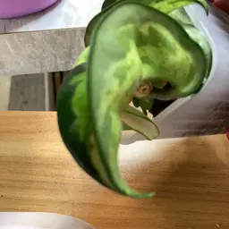 Muana Loa
