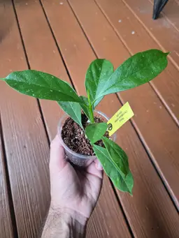Hoya Occultata white DA-04