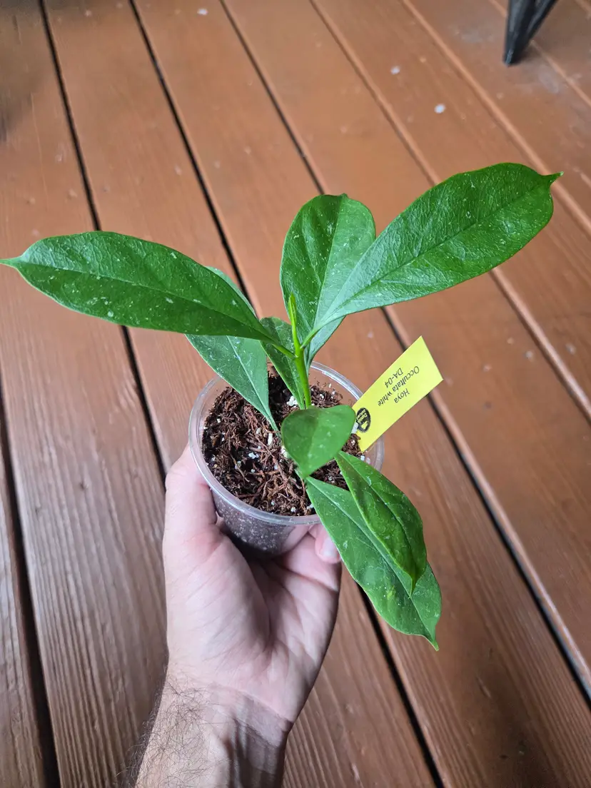 Hoya Occultata white DA-04