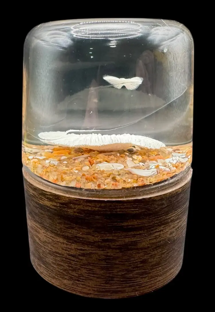 Vintage Nature Gems Sand Dollar Dove Coral Educational Embedments Paperweight