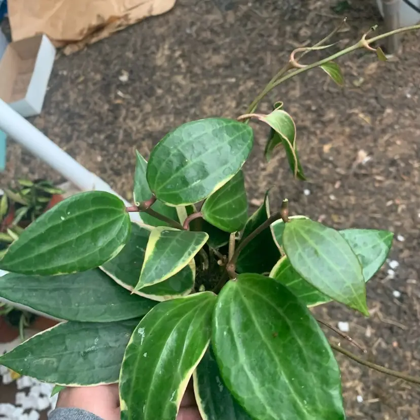 Hoya Macrophyllia Albo