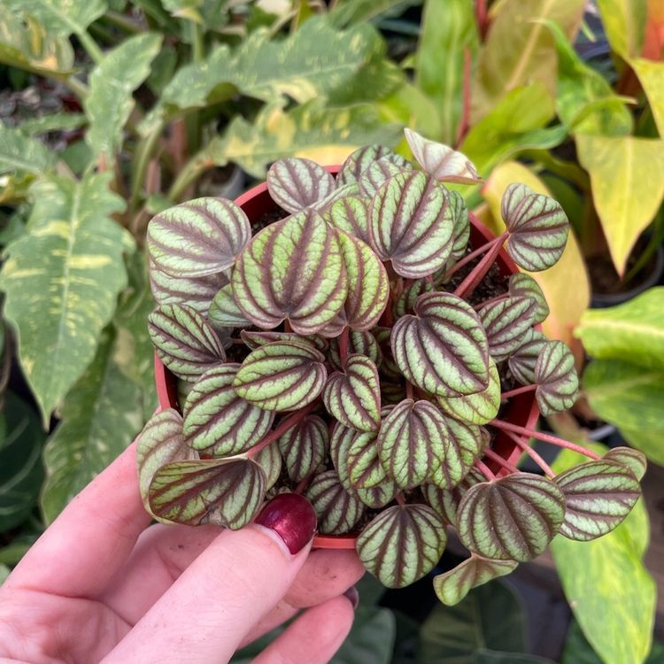 Peperomia