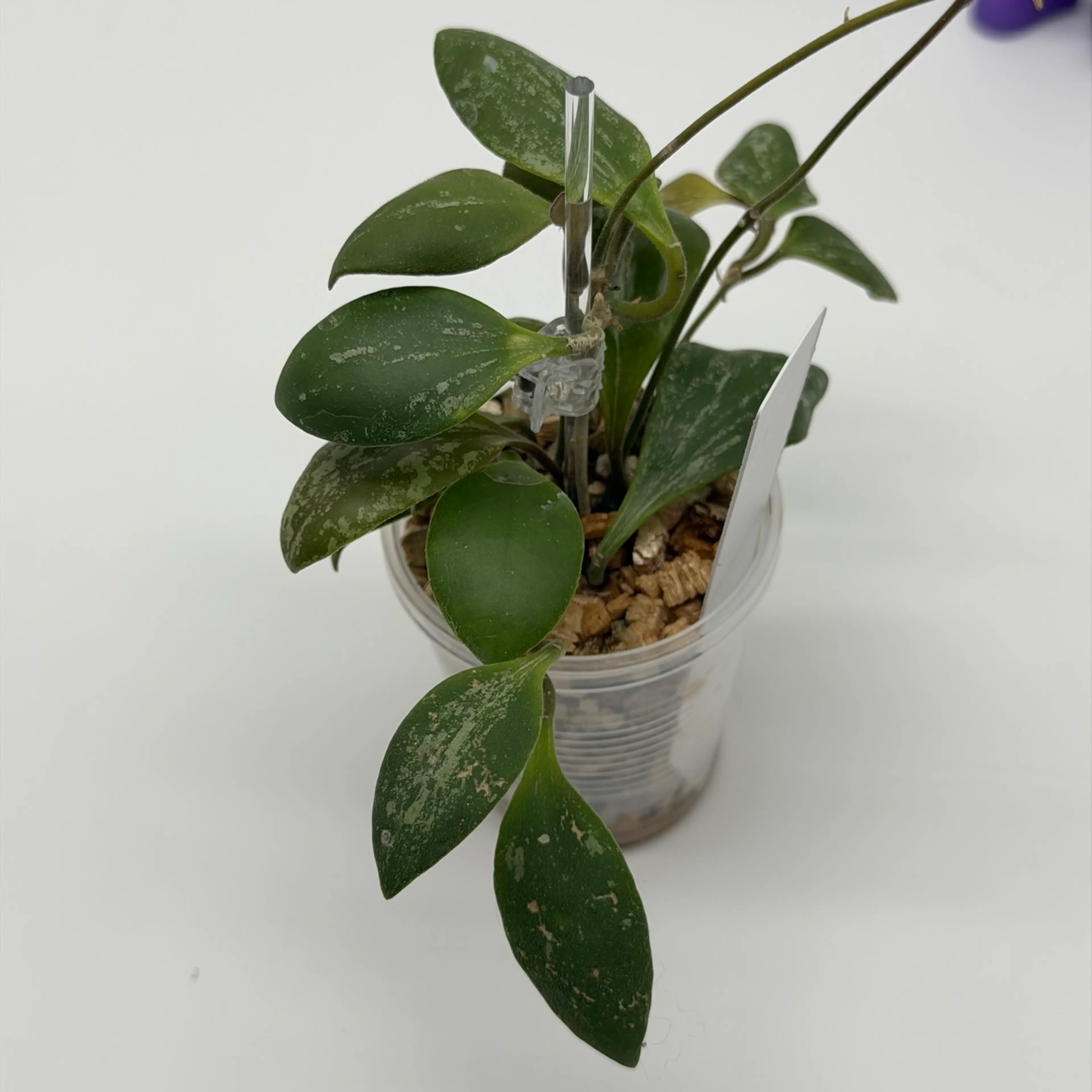 Image 3 of 4