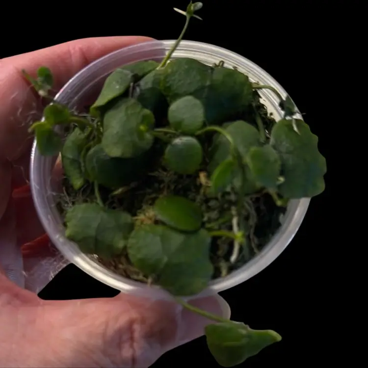 Dischidia Imbracata Wrinkled Leaves