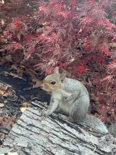 Early Morning Vintage Variety with Jenn