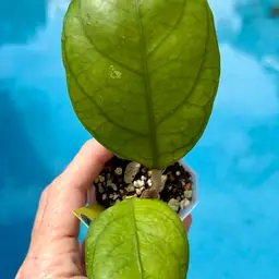 115 Hoya AH ‘Poppy Night’