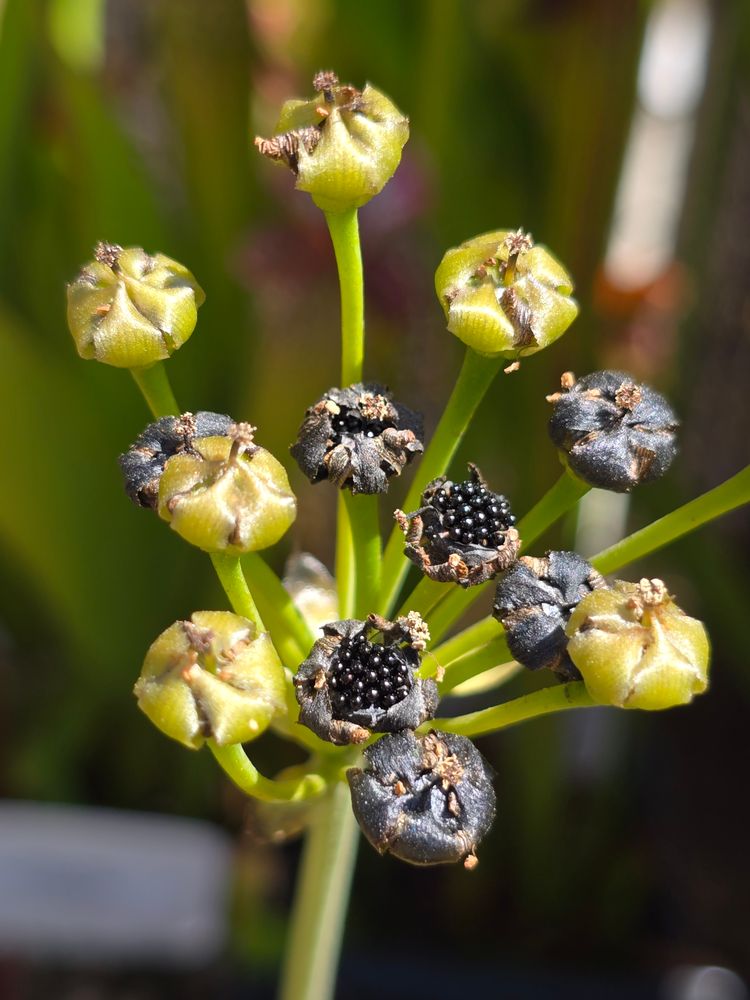 Open Pollinated Venus flytrap seeds
