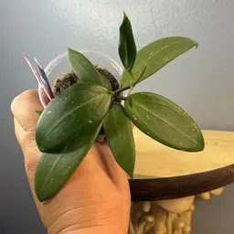 297 RHM 2505 epc 301 blk leaf x unk