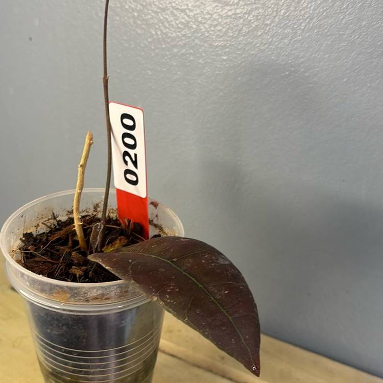 200 Hoya aff. lambii (splash)