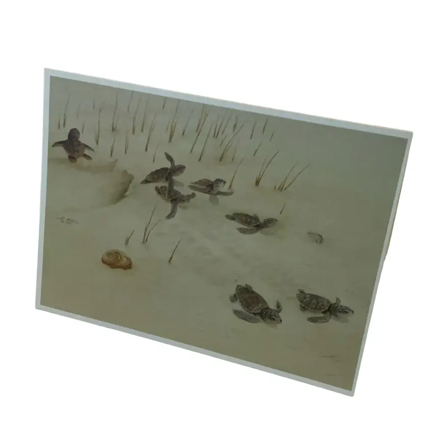 Vintage Baby Sea Turtles 🐢 Heading Into The Ocean For The First Time Greeting Card 7” By 5”