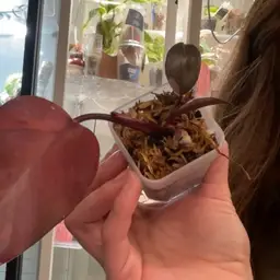 Fire Princess Revert