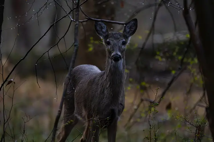 Stillness - Fine Art Wildlife Photograph 16 x 24 by Faheem Jamaloodeen Hand Framed in Brazilian Cherry