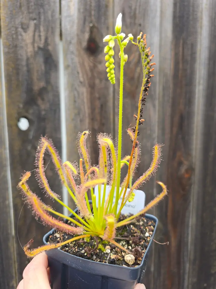 SEEDS- Drosera capensis 'Albino'