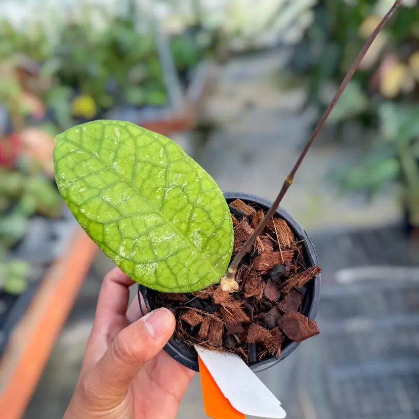 PS0248 - Hoya  Hoya sp. (Tanggamus, round leaf)