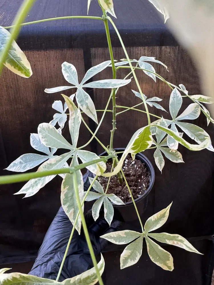 1200 | 4" Cassava Albo Variegated