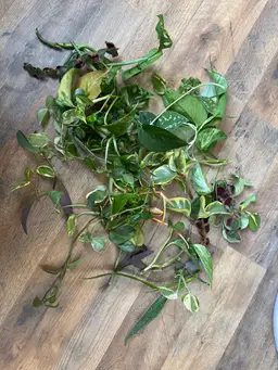 Mystery Cutting Bundles