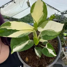 100B Pothos