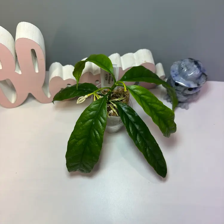 82 Decipulae (Outer Variegated)