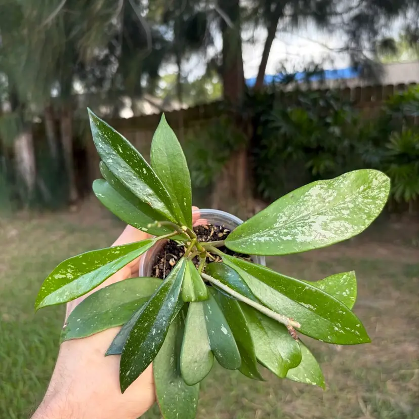Hoya Pubicalyx
