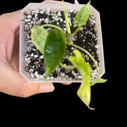 Alocasia Scalprum Mint