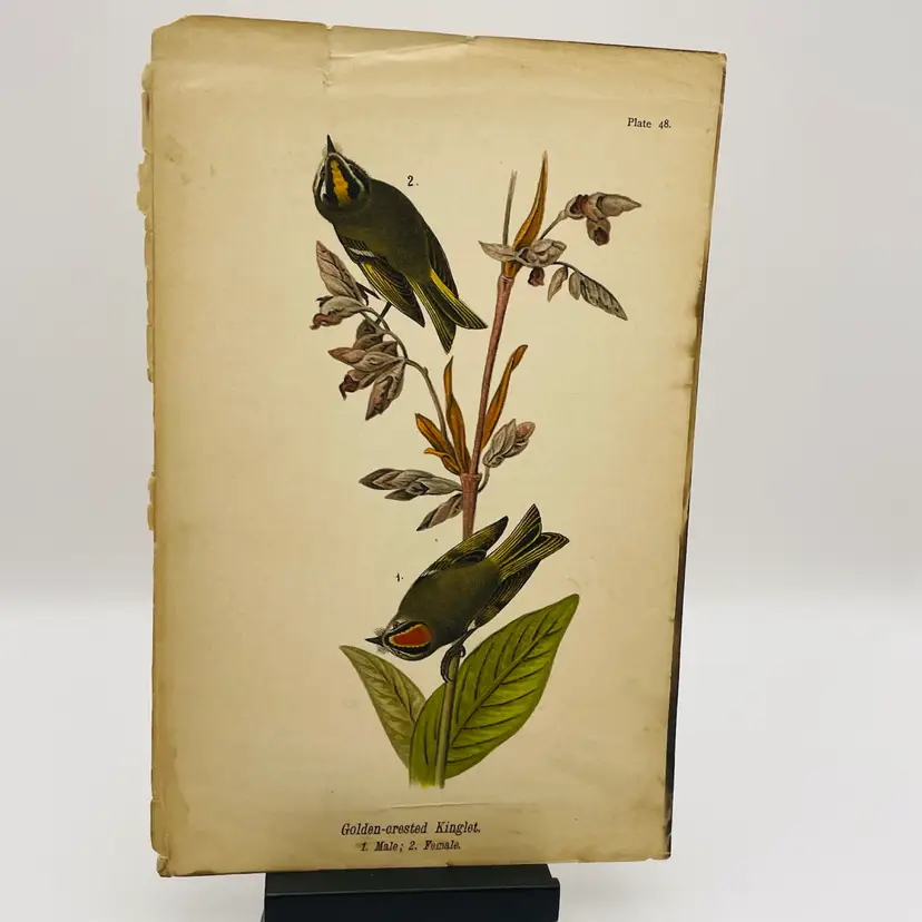 “Golden-Crested Kinglet”, Male/Female,
c. 1890, Color Plate Engraving, Plate 48.
From An Antique Book