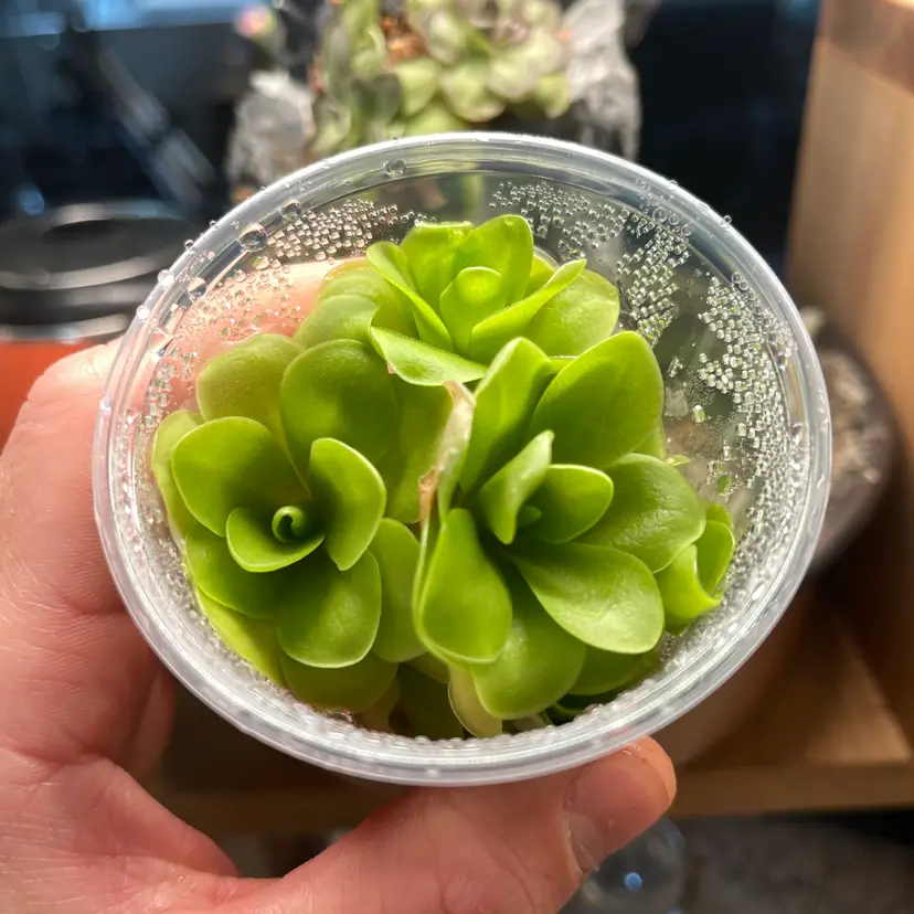 Pinguicula Sethos - Tissue Culture Flask Small (5.5oz)