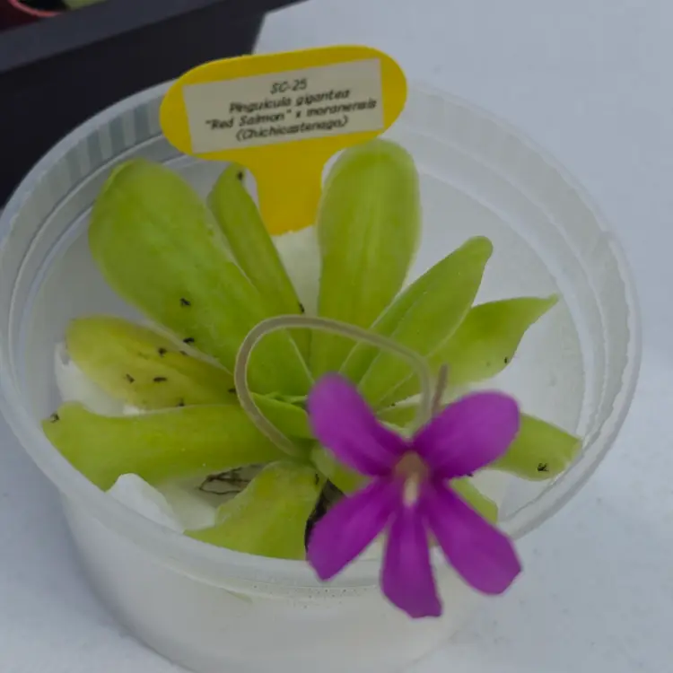 SC-25 Pinguicula gigantea "Red Salmon" x moranensis (Chichicastenago)