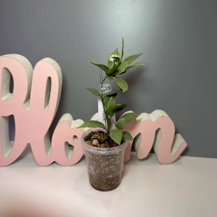 64 Lacunosa ‘Louisa Silver’