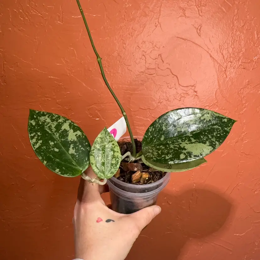 025 Hoya verticillata (heart shaped, splash/silver)