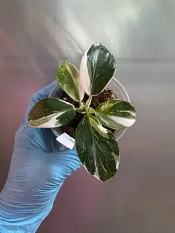 1014 | 3.5” Philodendron Punctata